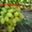 Саженцы и черенки винограда - <ro>Изображение</ro><ru>Изображение</ru> #2, <ru>Объявление</ru> #1029066