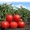 помидоры серии Сибирский сад  ХЛЕБОСОЛЬНЫЙ #1023997