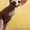 Котята канадского сфинкса. - <ro>Изображение</ro><ru>Изображение</ru> #6, <ru>Объявление</ru> #1041638