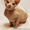Котята канадского сфинкса. - <ro>Изображение</ro><ru>Изображение</ru> #2, <ru>Объявление</ru> #1041638