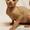 Котята канадского сфинкса. - <ro>Изображение</ro><ru>Изображение</ru> #3, <ru>Объявление</ru> #1041638