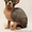 Котята канадского сфинкса. - <ro>Изображение</ro><ru>Изображение</ru> #1, <ru>Объявление</ru> #1041638