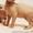 Котята канадского сфинкса. - <ro>Изображение</ro><ru>Изображение</ru> #7, <ru>Объявление</ru> #1041638