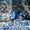  щенки йоркширского терьера продам - <ro>Изображение</ro><ru>Изображение</ru> #1, <ru>Объявление</ru> #1031813