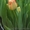 Срез тюльпана к 8 марта,гиацинт, крокус - <ro>Изображение</ro><ru>Изображение</ru> #4, <ru>Объявление</ru> #828053