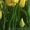 Срез тюльпана к 8 марта,гиацинт, крокус - <ro>Изображение</ro><ru>Изображение</ru> #2, <ru>Объявление</ru> #828053