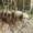 саженцы винограда ранних,средних и кишмишных сортов - <ro>Изображение</ro><ru>Изображение</ru> #3, <ru>Объявление</ru> #1033619