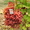 саженцы винограда ранних,средних и кишмишных сортов - <ro>Изображение</ro><ru>Изображение</ru> #2, <ru>Объявление</ru> #1033619