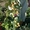Саженцы крупноплодной малины и кубники .Высылаю по территории Украин #1150307