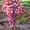 саженцы винограда ранних,средних и кишмишных сортов - <ro>Изображение</ro><ru>Изображение</ru> #4, <ru>Объявление</ru> #1033619