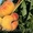 Саженцы плодовых растений - <ro>Изображение</ro><ru>Изображение</ru> #1, <ru>Объявление</ru> #1056556