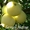 Саженцы плодовых растений - <ro>Изображение</ro><ru>Изображение</ru> #5, <ru>Объявление</ru> #1056556