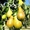 Саженцы плодовых деревьев Большой выбор соротов - <ro>Изображение</ro><ru>Изображение</ru> #2, <ru>Объявление</ru> #1172521