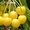 Саженцы плодовых деревьев от производителя - <ro>Изображение</ro><ru>Изображение</ru> #2, <ru>Объявление</ru> #1160889