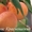 Саженцы плодовых деревьев от производителя - <ro>Изображение</ro><ru>Изображение</ru> #5, <ru>Объявление</ru> #1160889