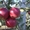 Саженцы плодовых деревьев Большой выбор соротов - <ro>Изображение</ro><ru>Изображение</ru> #6, <ru>Объявление</ru> #1172521