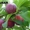 Продам саженцы фруктовых деревьев - <ro>Изображение</ro><ru>Изображение</ru> #3, <ru>Объявление</ru> #1130040