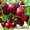Саженцы плодовых растений - <ro>Изображение</ro><ru>Изображение</ru> #4, <ru>Объявление</ru> #1056556