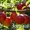 Саженцы плодовых растений - <ro>Изображение</ro><ru>Изображение</ru> #2, <ru>Объявление</ru> #1056556