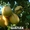 Саженцы плодовых деревьев Большой выбор соротов - <ro>Изображение</ro><ru>Изображение</ru> #4, <ru>Объявление</ru> #1172521