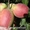 Саженцы плодовых деревьев от производителя - <ro>Изображение</ro><ru>Изображение</ru> #1, <ru>Объявление</ru> #1160889