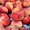 Саженцы плодовых деревьев Большой выбор соротов - <ro>Изображение</ro><ru>Изображение</ru> #1, <ru>Объявление</ru> #1172521