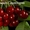 Саженцы плодовых деревьев Большой выбор соротов - <ro>Изображение</ro><ru>Изображение</ru> #5, <ru>Объявление</ru> #1172521