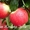 Продам саженцы фруктовых деревьев - <ro>Изображение</ro><ru>Изображение</ru> #1, <ru>Объявление</ru> #1130040