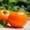 Продам семена оранжевых помидор КС18 - <ro>Изображение</ro><ru>Изображение</ru> #3, <ru>Объявление</ru> #1322129