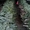 Ёлка Сосна Новогодняя2016 оптом со склада в Запорожье - <ro>Изображение</ro><ru>Изображение</ru> #2, <ru>Объявление</ru> #1339035