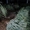 Ёлка Сосна Новогодняя2016 оптом со склада в Запорожье - <ro>Изображение</ro><ru>Изображение</ru> #3, <ru>Объявление</ru> #1339035