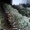 Ёлка Сосна Новогодняя2016 оптом со склада в Запорожье - <ro>Изображение</ro><ru>Изображение</ru> #4, <ru>Объявление</ru> #1339035