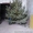 Ёлка Сосна Новогодняя2016 оптом со склада в Запорожье - <ro>Изображение</ro><ru>Изображение</ru> #7, <ru>Объявление</ru> #1339035