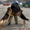 Школа дрессировки собак - <ro>Изображение</ro><ru>Изображение</ru> #5, <ru>Объявление</ru> #1358298