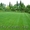 Рулонный газон зеленый - <ro>Изображение</ro><ru>Изображение</ru> #1, <ru>Объявление</ru> #1483504