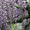 Саженцы морозостойкой Глицинии Вистерии от 24 грн с доставкой по Украине - <ro>Изображение</ro><ru>Изображение</ru> #3, <ru>Объявление</ru> #1490815