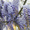 Саженцы морозостойкой Глицинии Вистерии от 24 грн с доставкой по Украине - <ro>Изображение</ro><ru>Изображение</ru> #4, <ru>Объявление</ru> #1490815