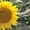 Соняшникове насіння класичного ранньостиглого гібриду «Заграва»  #1502765