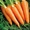 Морковь товарная 