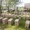 Бджолопакети , Пчелопакеты на 2017 год с доставкой #1516663
