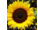 Посівний матеріал соняшника (під гранстар) #1525923