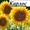 Посівний матеріал соняшнику під класичну технологію вирощування #1523752