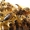 Карпатские пчеломатки - <ro>Изображение</ro><ru>Изображение</ru> #2, <ru>Объявление</ru> #1544263