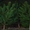 Новогодние живые елки оптом 2017 - <ro>Изображение</ro><ru>Изображение</ru> #2, <ru>Объявление</ru> #1588417