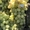 виноград столовый свежий - <ro>Изображение</ro><ru>Изображение</ru> #3, <ru>Объявление</ru> #1624549