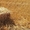 Доставка  пшеничной Соломы в тюках по Запорожью. - <ro>Изображение</ro><ru>Изображение</ru> #1, <ru>Объявление</ru> #1640273