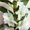 Комплект 6 саженцев орхидей в контейнере - 250 грн. Акция! - <ro>Изображение</ro><ru>Изображение</ru> #1, <ru>Объявление</ru> #1643816