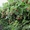 Железобетонные столбы для винограда малины Запорожья. - <ro>Изображение</ro><ru>Изображение</ru> #3, <ru>Объявление</ru> #1643345