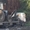 АвтоЭвакуатор в Запорожье - <ro>Изображение</ro><ru>Изображение</ru> #5, <ru>Объявление</ru> #798644
