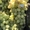 виноград столовый свежий - <ro>Изображение</ro><ru>Изображение</ru> #2, <ru>Объявление</ru> #1688601